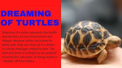 Sognare le tartarughe